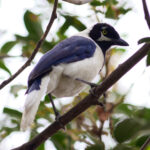 White-tailed Jay (image by Leo Garrigues)