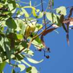 White-throated Gerygone (image by David Kowalick)