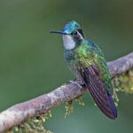 White-throated Mountaingem (image by Pete Morris)