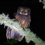 White-throated Screech Owl (image by Leo Garrigues)
