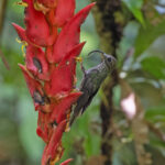 White-tipped Sicklebill (image by Pete Morris)
