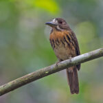 White-whiskered Puffbird (image by Pete Morris)