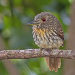 White-whiskered Puffbird (image by Pete Morris)