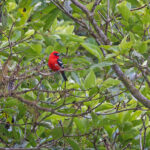 White-winged Tanager (image by Pete Morris)