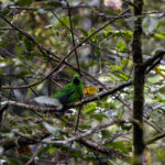 Whitehead's Broadbill (image by Dáni Balla)