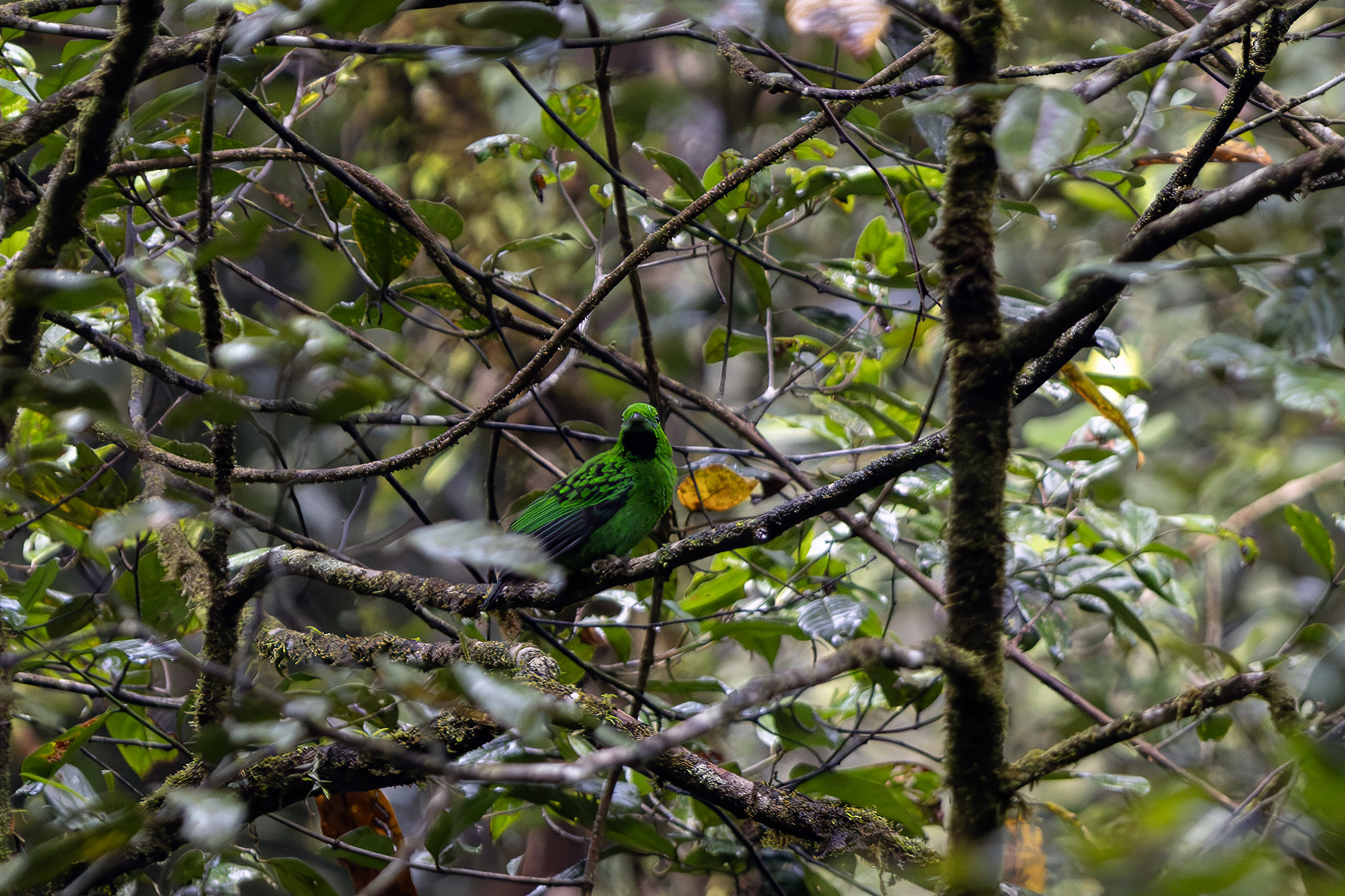 Whitehead's Broadbill (image by Dáni Balla)
