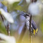 Whitehead's Spiderhunter (image by Dáni Balla)