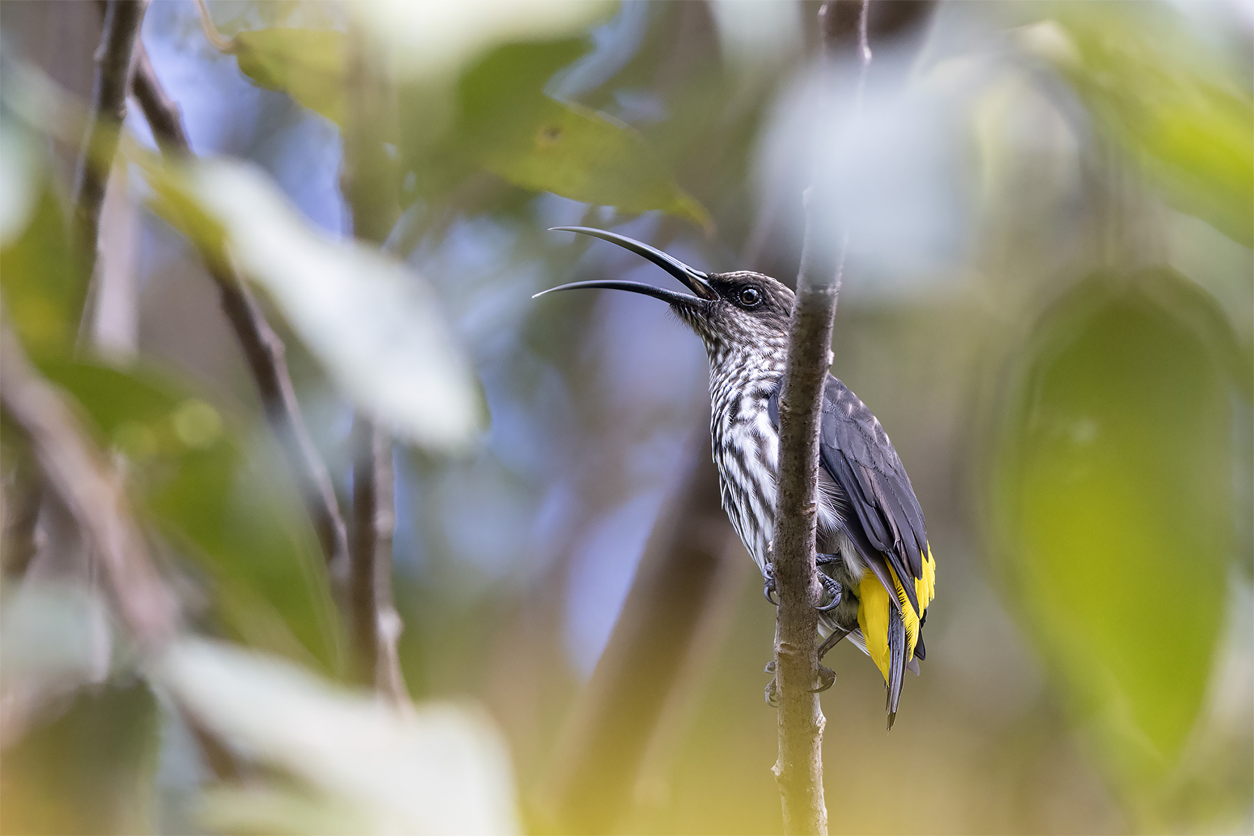Whitehead's Spiderhunter (image by Dáni Balla)