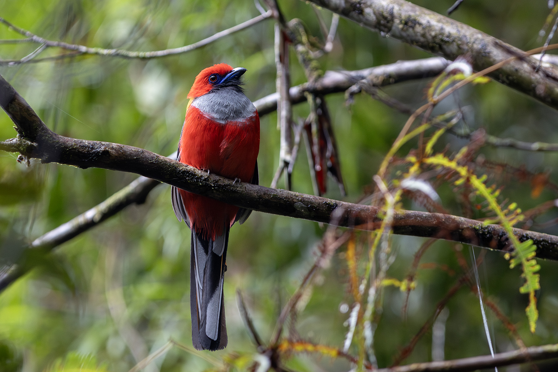male Whitehead's Trogon (image by Dáni Balla)