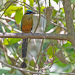 Whooping Motmot (image by Pete Morris)