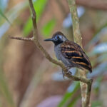 Wing-banded Antbird (image by Pete Morris)