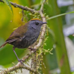 Wrenthrush or Zeledonia (image by Pete Morris)