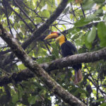 Wrinkled Hornbill (image by Dáni Balla)