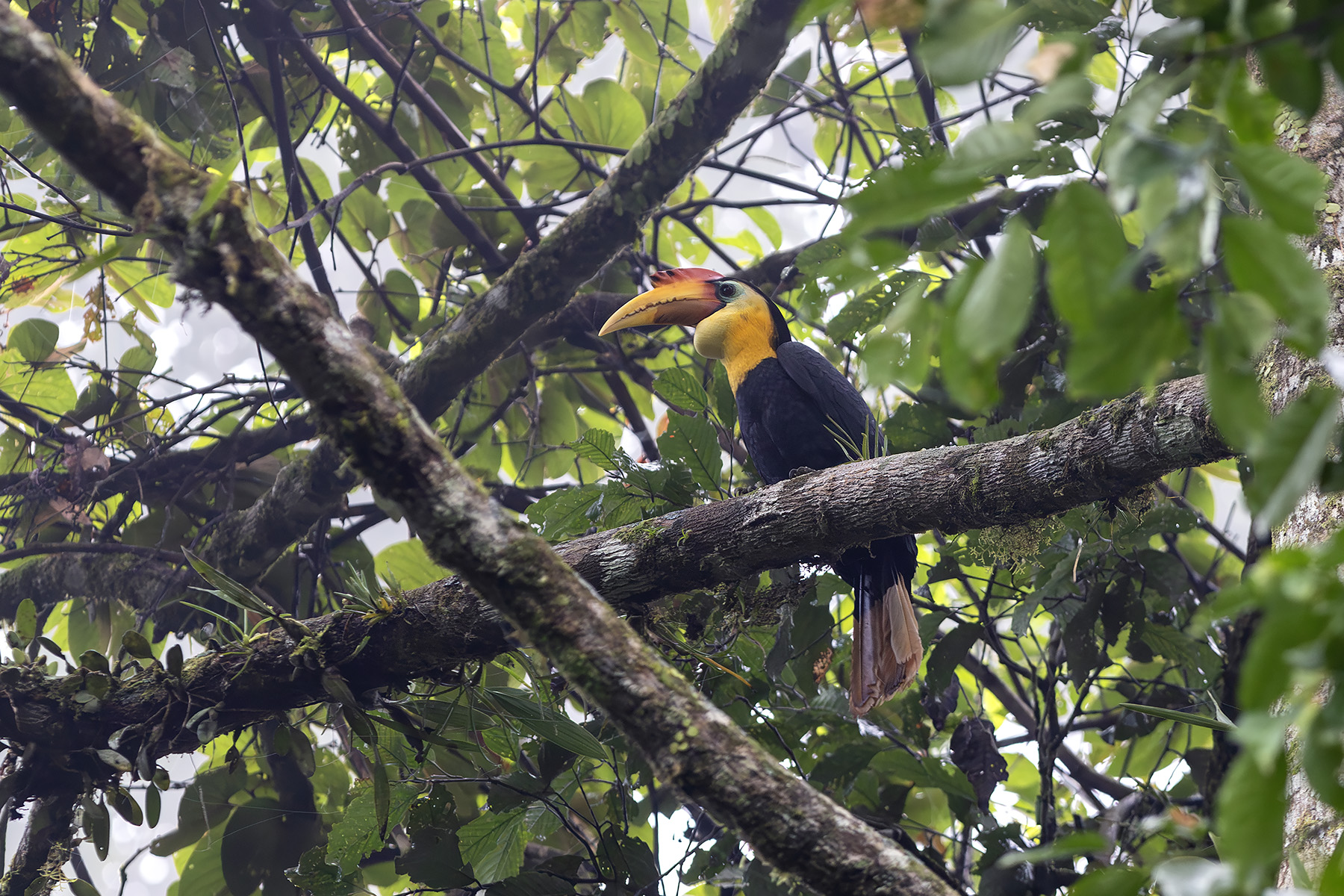 Wrinkled Hornbill (image by Dáni Balla)