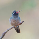 Xantus's Hummingbird (image by Pete Morris)
