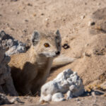 Yellow Mongoose (image by John McLoughlin)