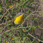 Yellow-breasted Chat (image by Pete Morris)