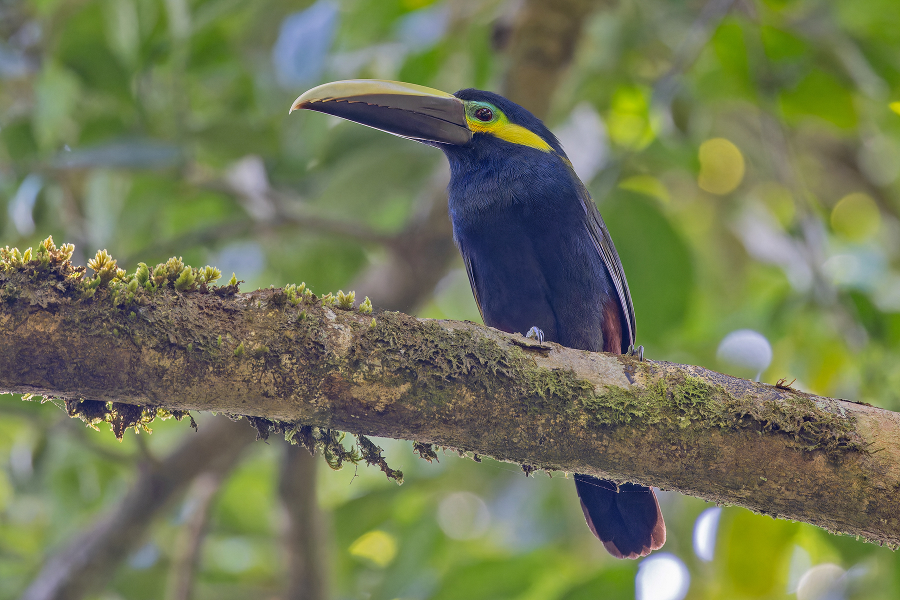 Yellow-eared Toucanet (image by Pete Morris)