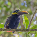 Yellow-eared Toucanet (image by Pete Morris)