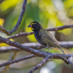 Yellow-faced (Coiba) Grassquit (image by Pete Morris)