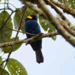 Yellow-scarfed Tanager (image by Leo Garrigues)