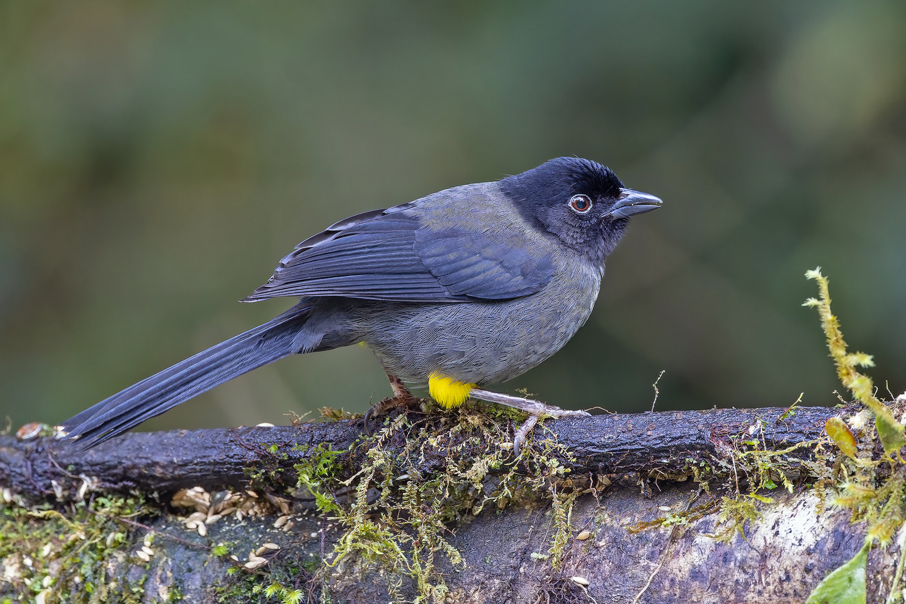Yellow-thighed Brushfinch (image by Pete Morris)