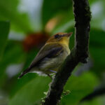 Yellow-throated Spadebill (image by Leo Garrigues)