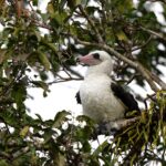 Abbot's Booby (image by Paul McLelland)