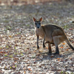 Agile Wallaby (image by Mike Watson)