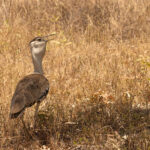 Australian Bustard (image by Mike Watson)