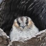 Australian Owlet-nightjar (image by Hannu Jännes)
