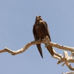 Black Falcon (image by Mike Watson)