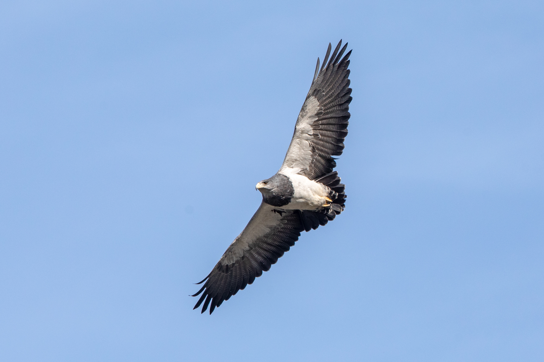 Black-chested Buzzard-Eagle (image by Mark Beaman)