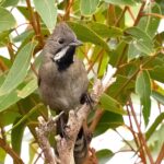 Black-throated Whipbird (image by Simon Colenutt)