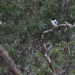 Black-backed Butcherbird (image by Mike Watson)