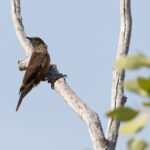 Black-tailed Treecreeper (image by Mike Watson)