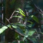 Boyd's Forest Dragon (image by Mike Watson)