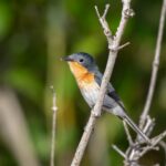 Broad-billed Flycatcher (image by Paul McLelland)