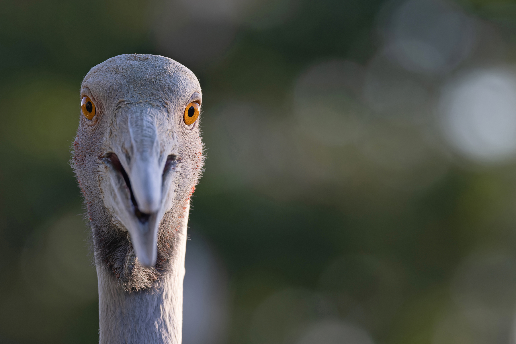 Brolga (image by Mike Watson)