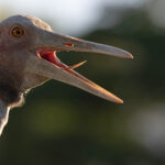 Brolga (image by Mike Watson)