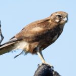 Brown Falcon (image by Simon Colenutt)