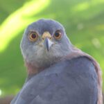 Brown Goshawk (image by Hannu Jännes)