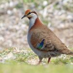 Brush Bronzewing (image by Simon Colenutt)