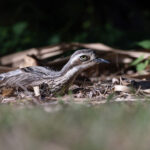 Bush Stone-curlew (image by Mike Watson)