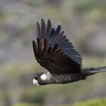 Carnaby's Black Cockatoo (image by Simon Colenutt)