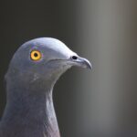 Christmas Imperial Pigeon (image by Hannu Jännes)