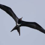 Christmas Island Frigatebird (image by Paul McLelland)