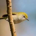 Christmas White-eye (image by Paul McLelland)