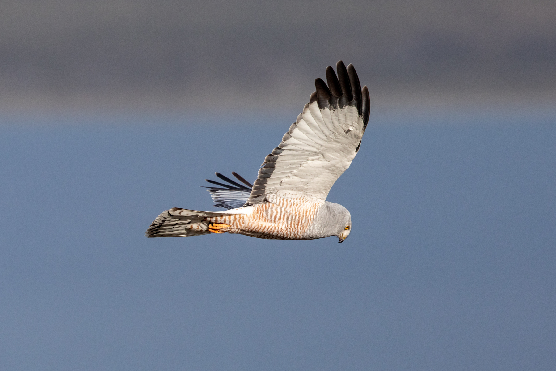 Cinereous Harrier (image by Mark Beaman)