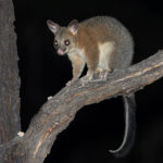 Common Brushtail Possum (image by Mike Watson)